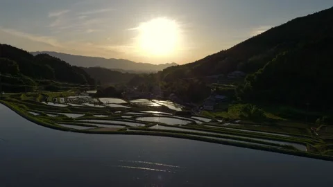 Natural view of rice fields in sunset Video stock 279379315