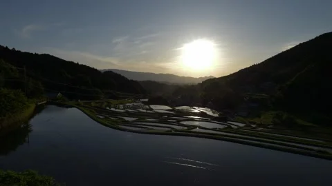 Natural view of rice fields in sunset Video stock 279379319
