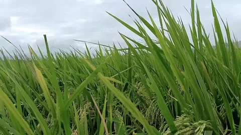 Natural view of rice fields with white cloudy sky Stock Footage 314004571