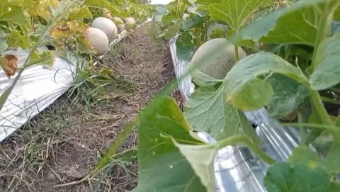 Natural view of round melon fruit Stock Footage 316074703