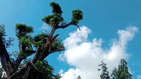 Natural view of tall rain trees with blue sky with thick white clouds Stock Footage 312845514