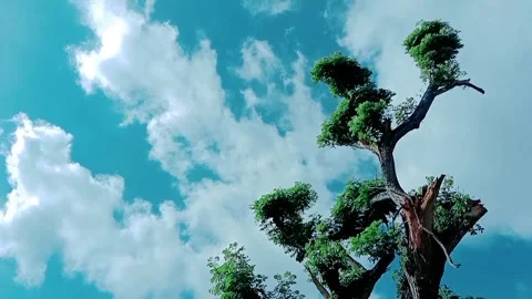 Natural view of tall rain trees with blue sky with thick white clouds Stock Footage 312845558