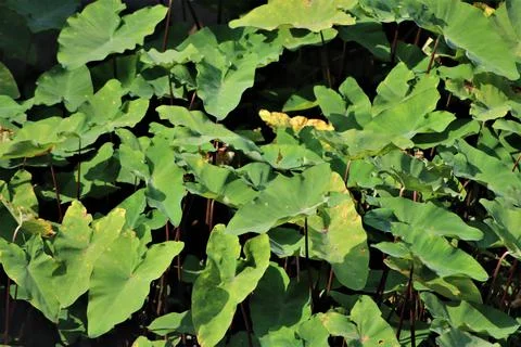 This is Natural View of Taro Leaves Stock Photos