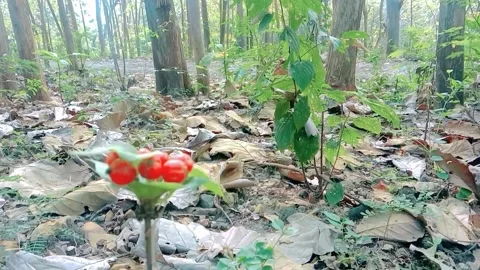 Natural view of teak tree with berries in the forest Stock Footage 312627786