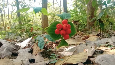 Natural view of teak tree with berries Stock Footage 312627981