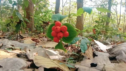 Natural view of teak tree with berries in the forest Stock Footage 312627984