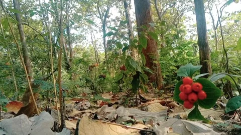 Natural view of teak tree with berries in the forest Stock Footage 312627986