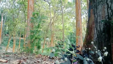 Natural view of teak trees in the forest Stock Footage 312627327