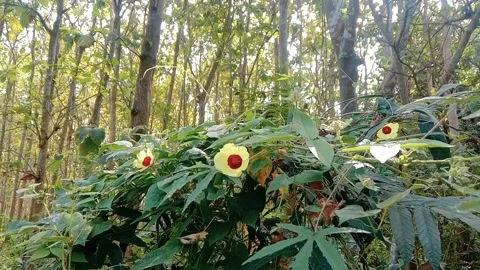 Natural view of teak trees in a forest full of yellow wild flowers Stock Footage 312627428