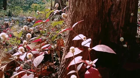Natural view of teak trees with red liyar flowers in the forest Video stock 313426826