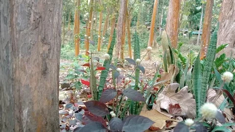 Natural view of teak trees with white liyar flower grass Stock Footage 312625655