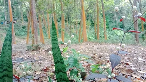 Natural view of teak trees with wild flower grass Stock Footage 312626568