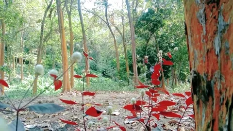 Natural view of teak trees with wild flower grass in the forest Stock Footage 312626645