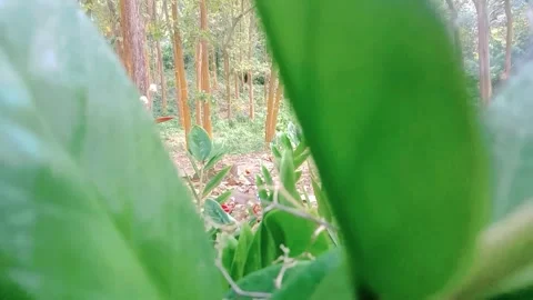 Natural view of teak trees with wild flower grass in the forest Stock Footage 312626647