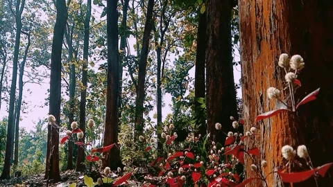 Natural view of teak trees with wild flowers in the forest Stock Footage 313427580