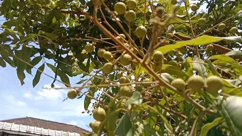Natural view of thin-skinned longan fruit Video stock 316583546