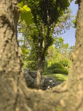 Natural view through a gap between two tree trunks Stock Photos