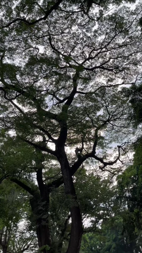 Natural view of trees in the forest. Green trees background. Stock Footage 306711561