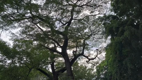 Natural view of trees in the forest. Green trees background. Stock Footage 306711564