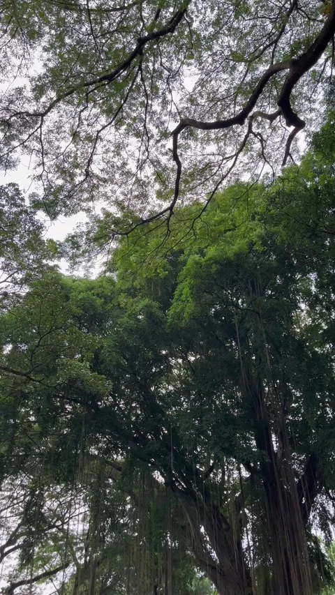 Natural view of trees in the forest. Green trees background. Stock Footage 306711565