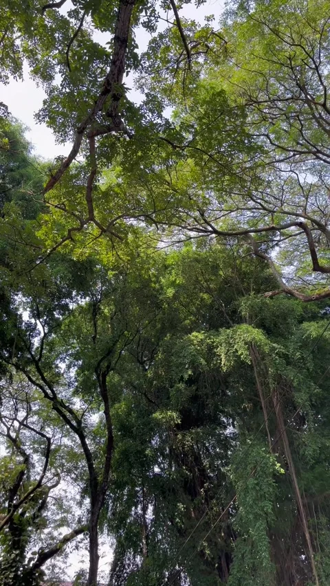 Natural view of trees in the forest. Green trees background. Stock Footage 306711580