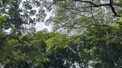 Natural view of trees in the forest. Green trees background. Stock Footage 306711581