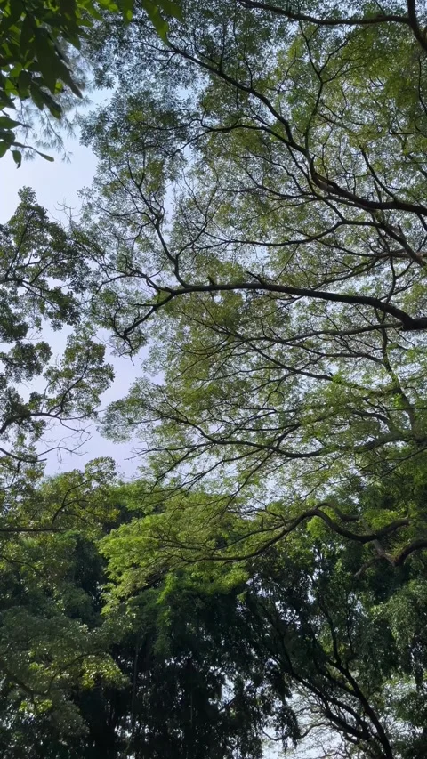 Natural view of trees in the forest. Green trees background. Video stock 306711583