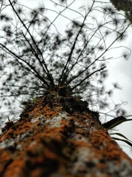 Natural view from under the tree Stock Photos