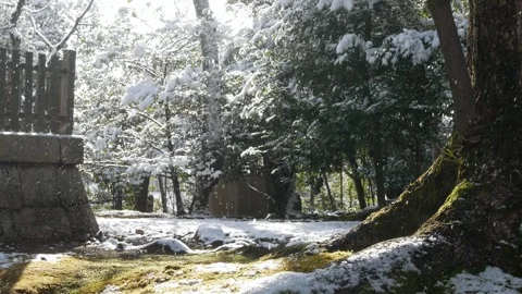 Natural view to wild forest ground field with some moss, small natural plan.. Stock Footage 283054812