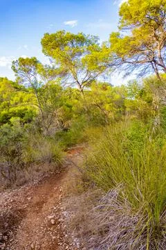 Natural walking path in forest Parc natural de Mondrag Mallorca. 스톡 사진