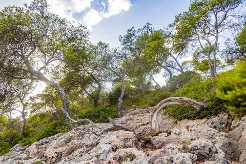 Natural walking path in forest Parc natural de Mondrag Mallorca. Stock-Fotos