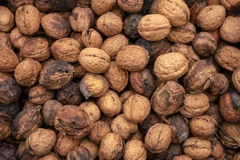 Natural walnut background pattern texture. Natural food in-shell nuts walnuts Stock Photos