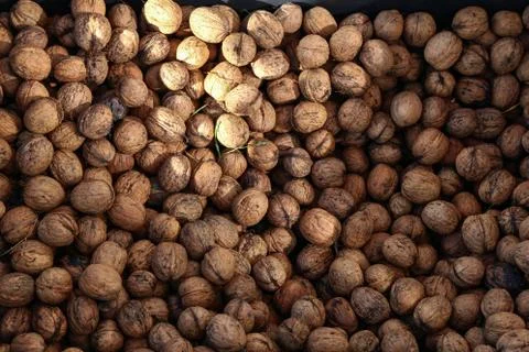 Natural walnut in shell background pattern texture Stock Photos