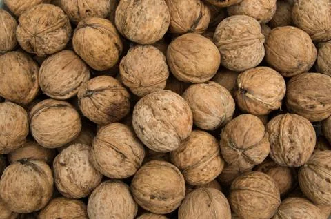 Natural walnut in shell. Stock Photos