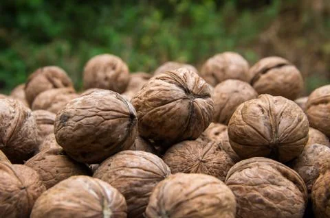 Natural walnut in shell. Stock Photos