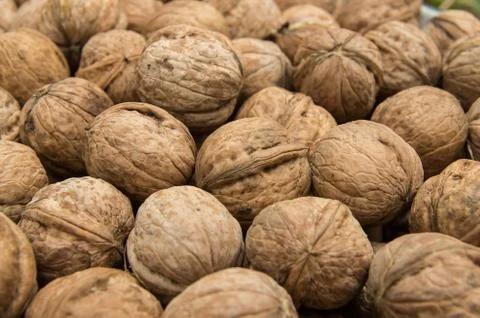 Natural walnut in shell. Stock Photos