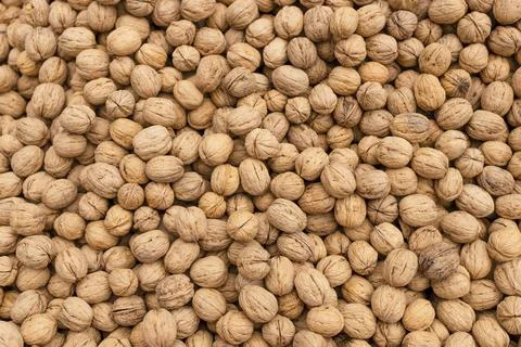 Natural Walnuts with shell background pattern texture. Background of fresh 写真素材