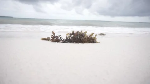 Natural waste on this beautiful beach with the melodious sound of the waves Stock Footage 242513210