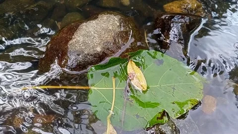 natural water flow flowing in the river | Stock Video | Pond5