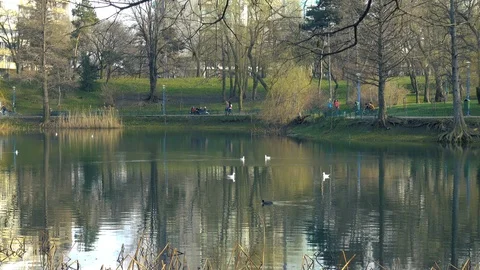 Natural water reflection of a small lake or pond during spring with wild birds  Stock Footage 87906933