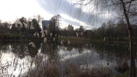 Natural water reflection of a small lake or pond during spring with wild birds  Video stock 87907293