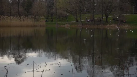 Natural water reflection of a small lake or pond during spring with wild birds  Video stock 87907377