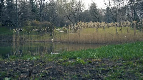 Natural water reflection of a small lake or pond during spring with wild birds  Stock Footage 87907398