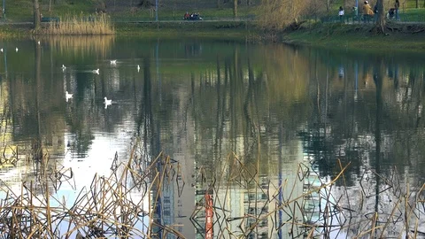 Natural water reflection of a small lake or pond during spring with wild birds  Video stock 87907756