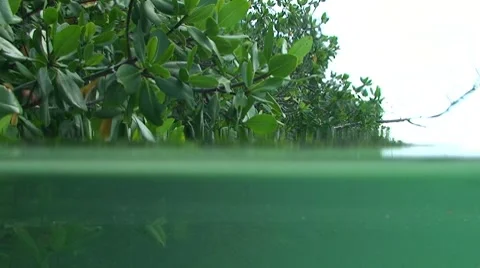 Natural Water Scene Stock Footage 7138341