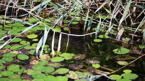 Natural water source in the city park Stock Footage 95033736