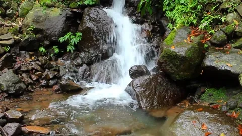 Natural Water Source in the Forest Stock Footage 307269523