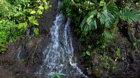 Natural water source with wild plants around it Stock-Footage 274861709