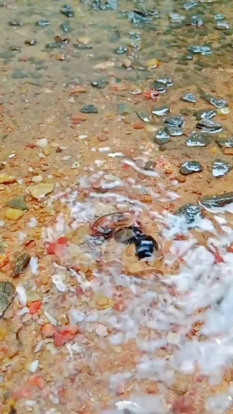 Natural water spring bubbling up from ground after rain Stock Footage 346745897