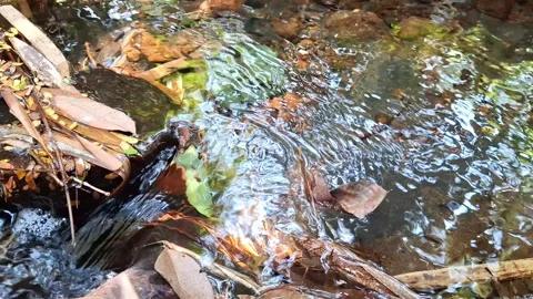 Natural water spring flowing gently over rocks and leaves in serene forest. Stock Footage 346111081
